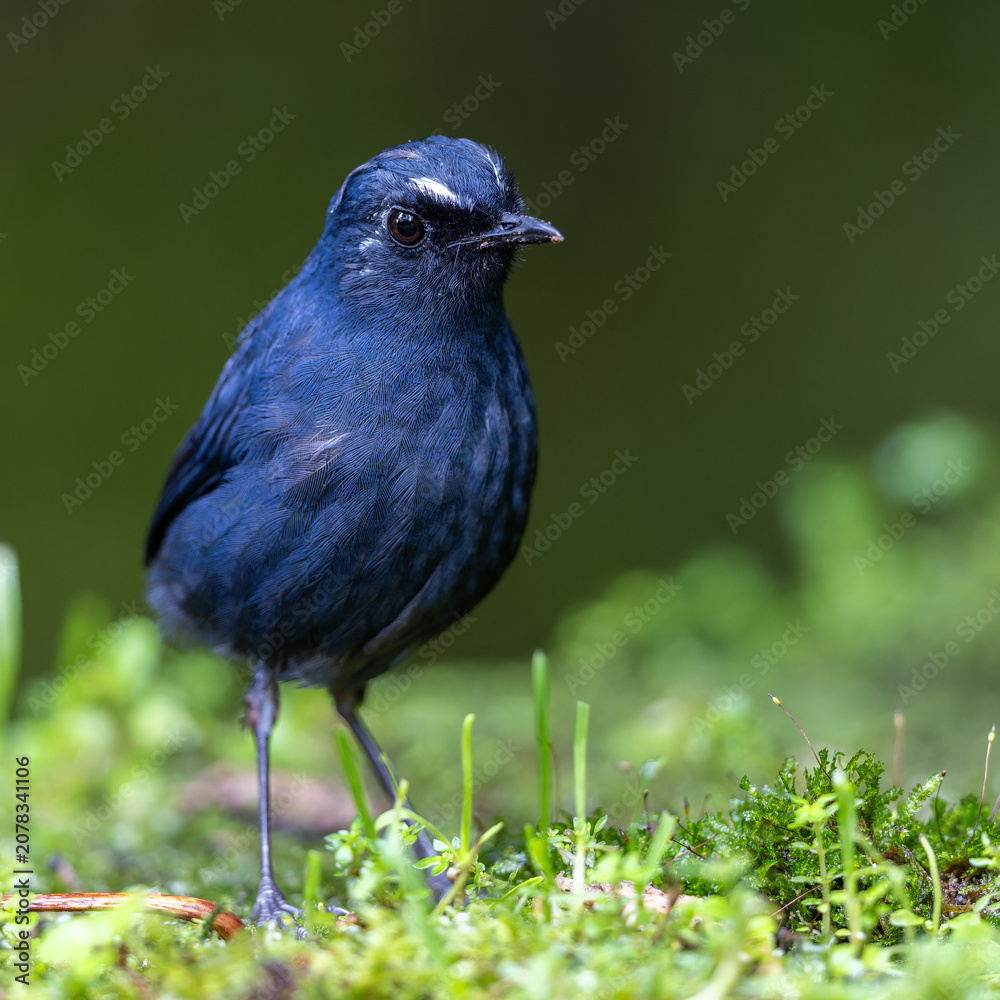 Obraz premium Nature wildlife Bornean Shortwing (Brachypteryx erythrogyna) bird taken at Sabah, Borneo