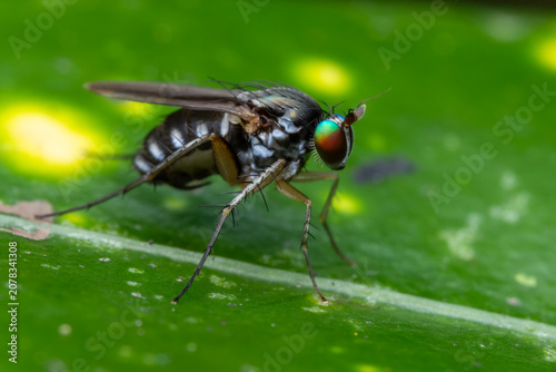Close up macro shot on a fruit fly with selective focus, Sabah, Borneo