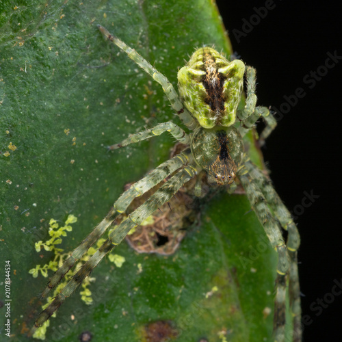 Macro Photography of Camouflaged Green Orb-Weaver Spider on Leaf, Arachnology Wildlife Close-Up