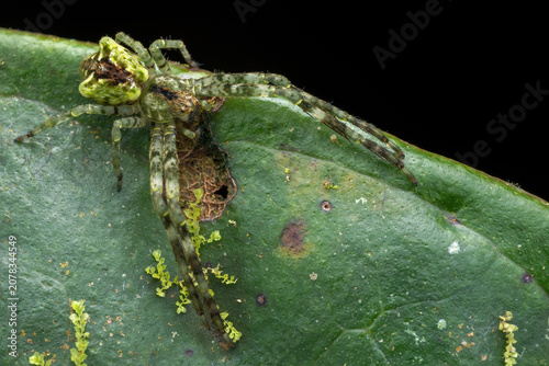 Macro Photography of Camouflaged Green Orb-Weaver Spider on Leaf, Arachnology Wildlife Close-Up