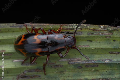 High-resolution macro photograph of a striking patterned Fungus Beetle, Micrencaustes lunulata, Erotylidae perched on a weathered green leaf