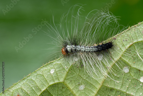 Картината върху платно Macro shot of a striking hairy caterpillar with long white hairs on a green leaf