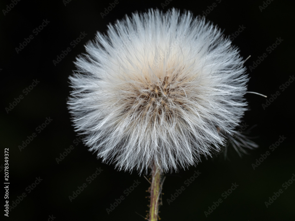 Fototapeta premium Macro photograph of a delicate dandelion seed head, isolated against a dark background.