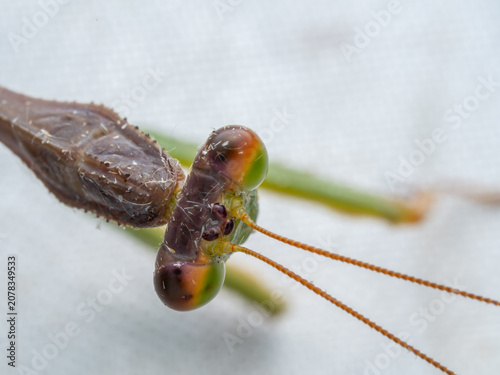 Canvas Print Extreme macro portrait of a praying mantis's head, showcasing its colourful compound eyes and antennae