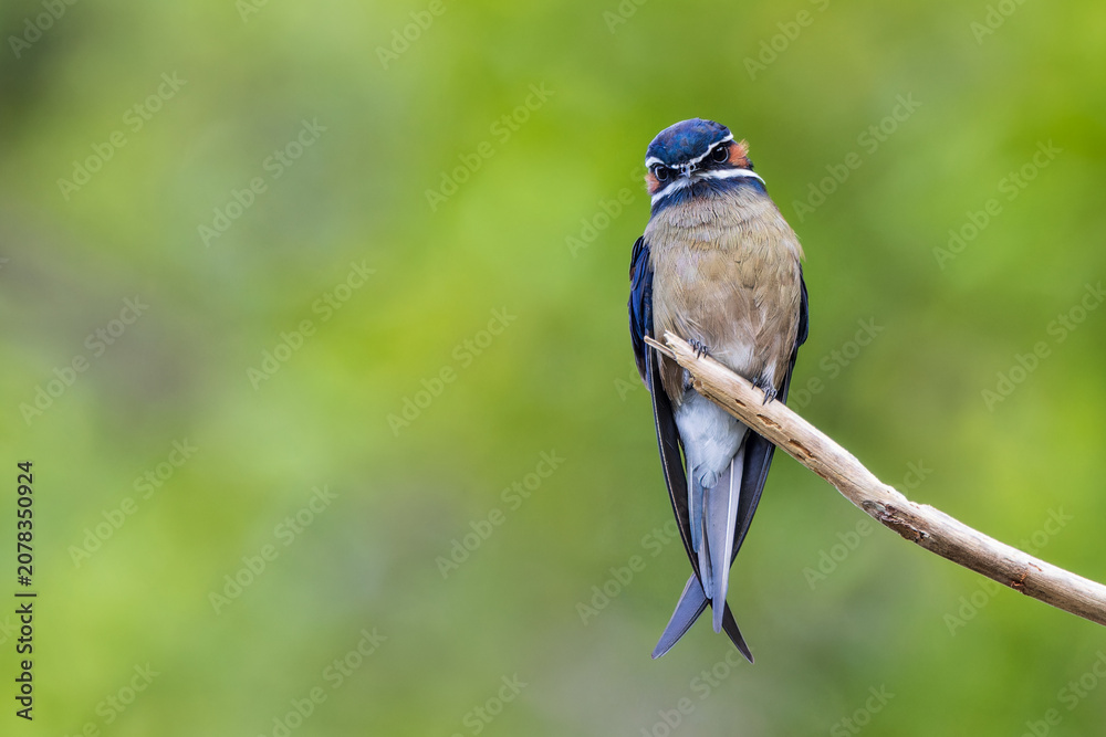 Obraz premium Whiskered Treeswift (Hemiprocne comata), a colourful tropical bird, perched on a bare branch in Borneo's rainforest.