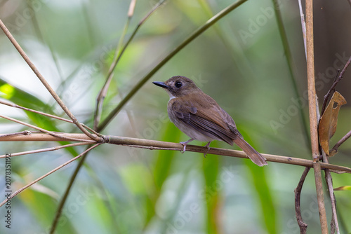 фотографія Adult flycatcher and its fledgling chick perched on a forest branch, showcasing bird family behavior in the wild