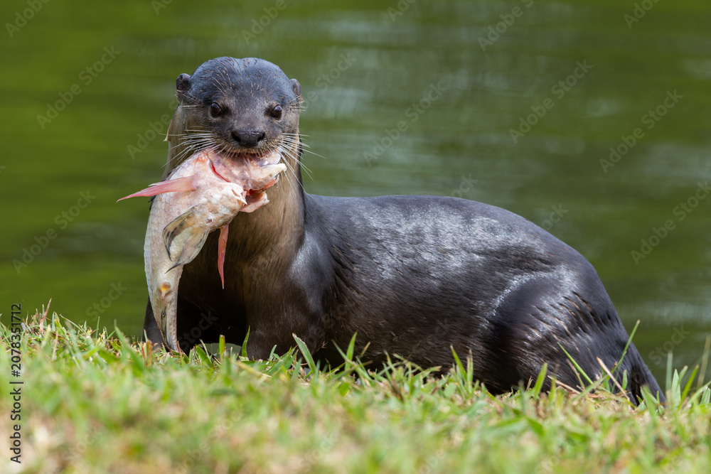 Obraz premium Wild smooth-coated otter eating a freshly caught fish on a grassy riverbank.