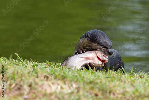 Konstfotografi Wild smooth-coated otter eating a freshly caught fish on a grassy riverbank