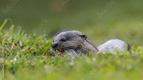 Foto Wild smooth-coated otter eating a freshly caught fish on a grassy riverbank