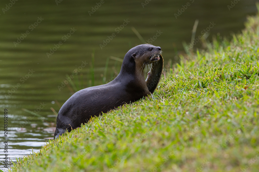 Fototapeta premium Smooth-coated otter carrying a large fish up a grassy riverbank after a successful hunt.