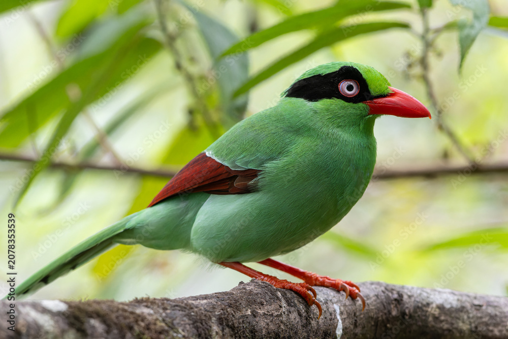 Fototapeta premium Bornean Green Magpie (Cissa jefferyi) perched on mossy branch, Borneo rainforest endemic bird