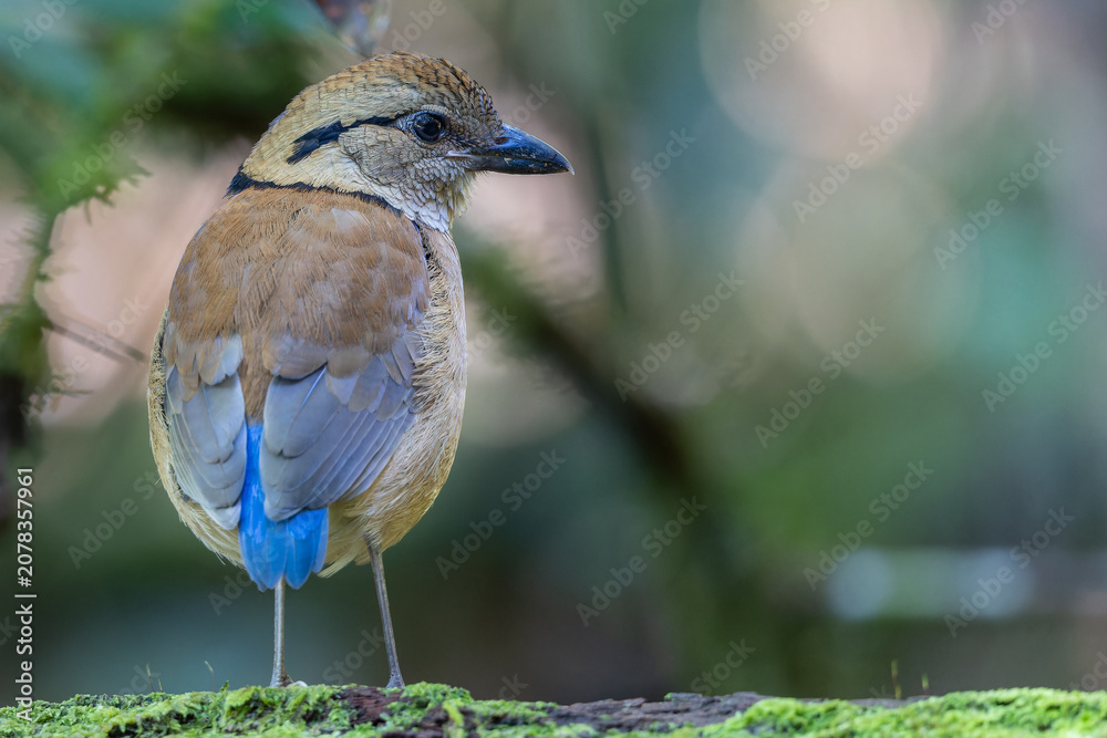 Fototapeta premium Close-up of a female Giant Pitta (Hydrornis caeruleus) perched on a rainforest log in Sabah, Malaysia. A rare and vulnerable bird species.