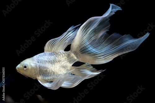 A close-up view of a platinum koi fish swimming in an aquarium, showcasing its metallic silver scales and long, flowing fins.