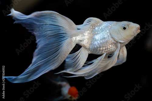 A close-up view of a platinum koi fish swimming in an aquarium, showcasing its metallic silver scales and long, flowing fins.
