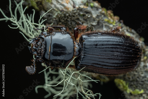 Predatory beetle in its natural environment, perched on lichen-covered rainforest foliage