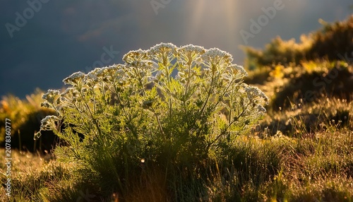 Backlit Shot Of Alpine Wild Flower Artemisia Genipi Weber Artemisia Spicata This Plant Is The Basis Of The Tonic Liquor Genepi Photo Taken At An Altitude Of Meters