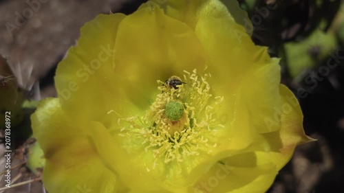 A Bee Gathering Pollen