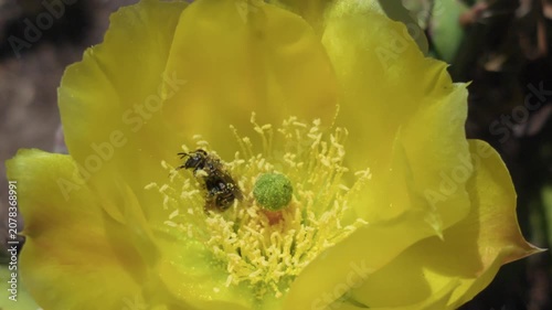 A Bee Gathering Pollen