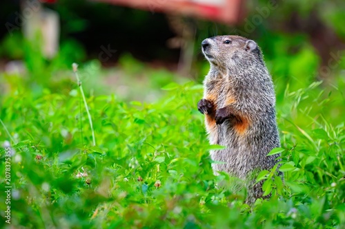 Fotografía Groundhog standing up to scan its surroundings in a country home's yard