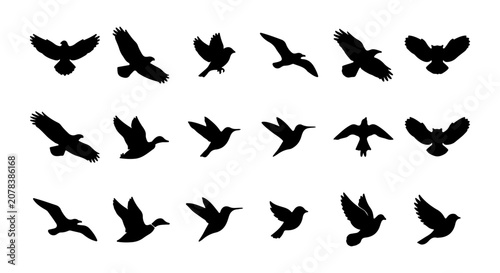Foto Silhouette Bird Collection, Flying Wildlife Icons, Avian Vector Graphics, Freedo