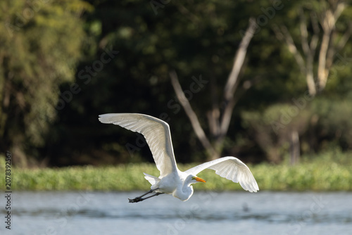 great white heron flying