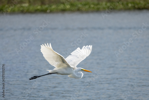 great white heron flying
