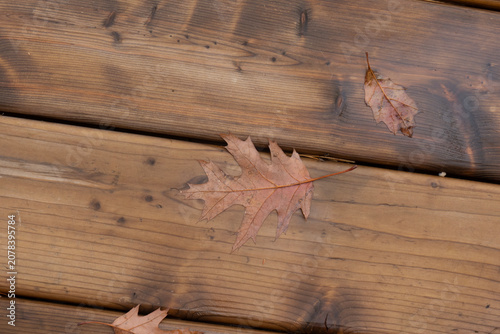 Obraz na plátně shows fallen leaves on a wooden surface