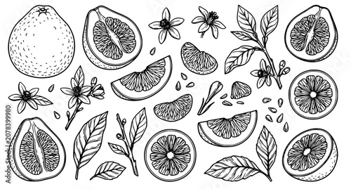 Minimal hand drawn linear pomelo fruit and botanical leaves illustration set for print design and packaging decoration