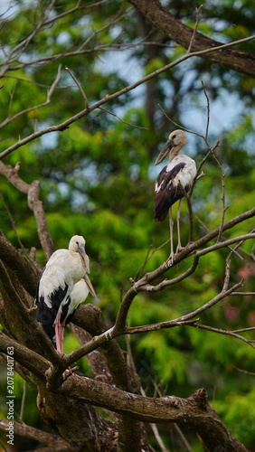Two Asian Openbill Storks (Anastomus oscitans) resting on tree branches in their natural habitat. The peaceful wildlife scene showcases these elegant wading birds surrounded by lush green forest, high