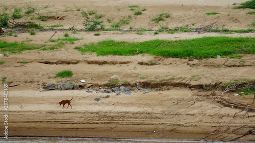 dog on the beach at the sea shore in summer day.