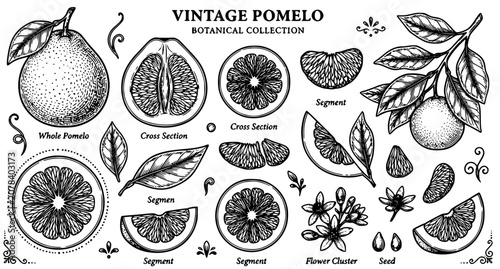 Hand drawn vintage style pomelo fruit and leaf line art set for textile and decorative vector design isolated on white background
