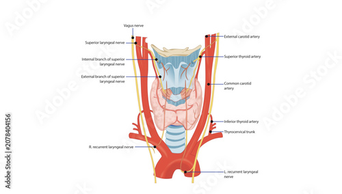 Canvastavla Nerve and Arterial Supply of the Larynx, the nerve and arterial supply of the larynx, including the superior and recurrent laryngeal nerves and the superior and inferior thyroid arteries