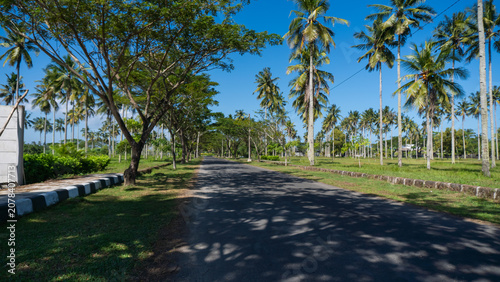 Tropical road curves gently under bright blue sky. Palm trees cast dappled shadows on asphalt surface. Green grass lines both sides of paved path. Sunlit leaves sway softly in gentle breeze