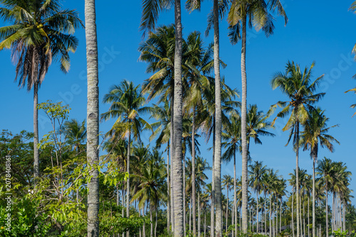 Tall palm trees stretch toward a vivid blue sky. Frosted fronds sway gently in warm tropical breeze. Sunlight bathes the scene with golden clarity. Perfect for vacation, resort