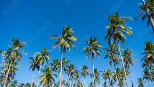 Tall palm trees stretch toward a vivid blue sky. Frosted fronds sway gently in warm tropical breeze. Sunlight bathes the scene with golden clarity. Perfect for vacation, resort