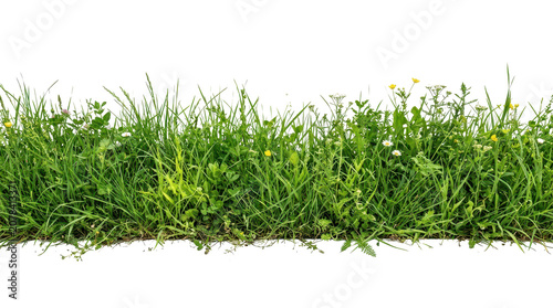 Vibrant green grass with small yellow flowers on white background