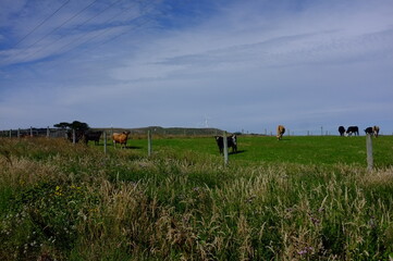 Photo of Dairy Cattle With Wind Turbine in New Zealand