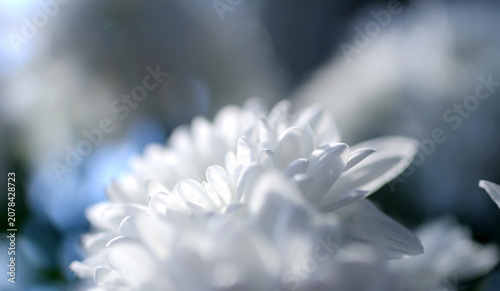 beautiful delicate white fragile chrysanthemum petals on a blurred background