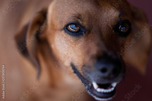 Fotografie Portrait of a friendly brown mixed breed dog with expressive eyes, shallow depth of field, and a soft blurred background