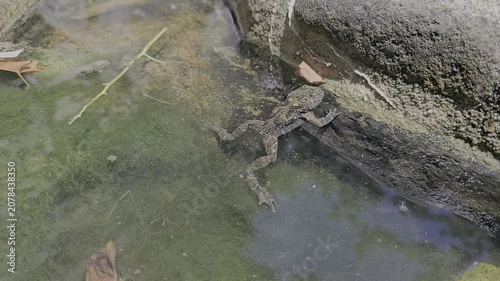 A video of a frog in the water in a pond
