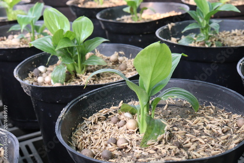 Bilde på lerret Hosta, plantain lilies leaf plant on pot in farm