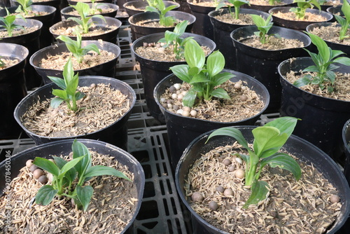 Φωτογραφία Hosta, plantain lilies leaf plant on pot in farm