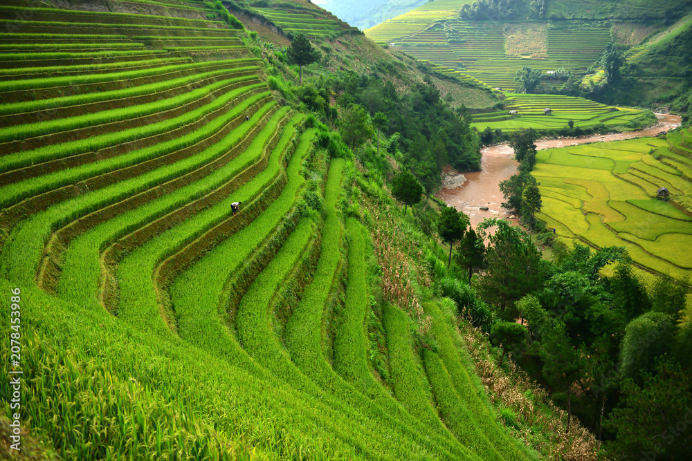 Fototapeta premium Emerald Terraces: Lush, vibrant green rice terraces cascade down a hillside, following the contours of the land and leading the eye towards a meandering river and distant, verdant fields.