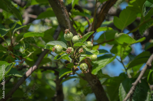 New, small and young green apples on the apple tree.