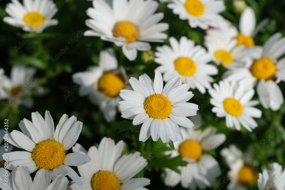Obraz premium White daisies in a green garden