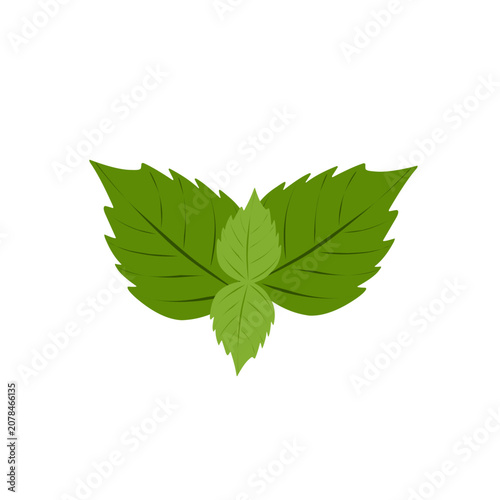 Obraz na plátně Mint leaf vector illustration