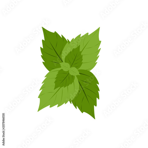 Photos Mint leaf vector illustration