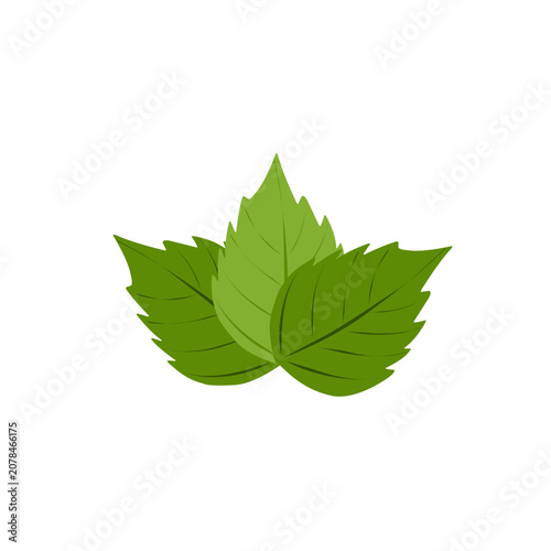 Obraz na plátně Mint leaf vector illustration