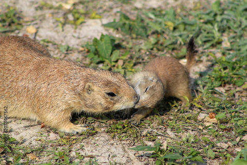 Canvas Print Adult and Baby Prairie Dogs Playing Together in Natural Grassland Habitat