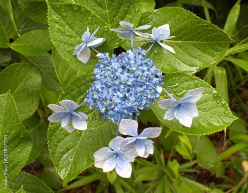 梅雨のイメージ写真 紫陽花	